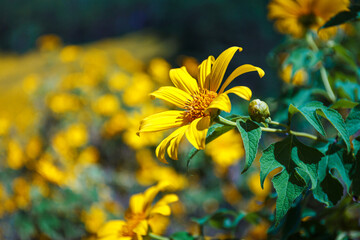Close-up of beautiful Mexican in nature background