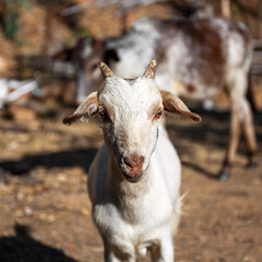 Fototapeta premium Portrait of a goat on a farm in the village look at the camera