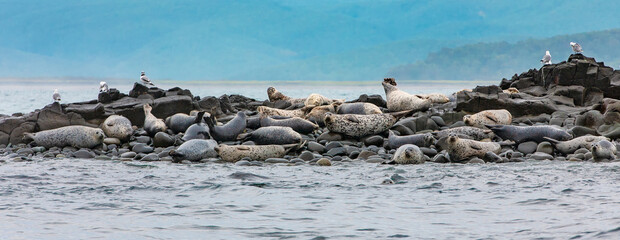 The Sea lions on the rookery on the Kamchatka Peninsula © bborriss