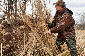 a duck hunter masks his hiding place with dry reeds