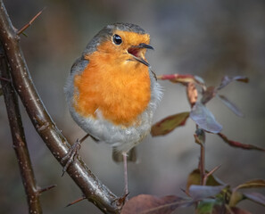 Singendes Rotkehlchen