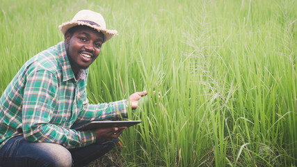 Naklejka na ściany i meble African farmer using a tablet for research leaves of rice in organic farm field.Agriculture or cultivation concept