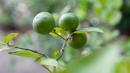 Organic green limes on a tree in the garden