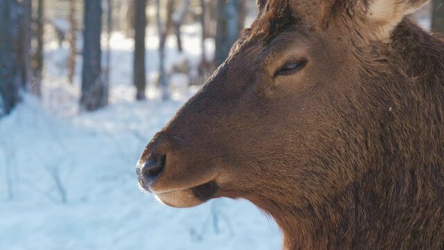 Red deer (Caspian red deer or maral) in the wild, forest or nature reserve. Raising deer in their natural environment. Beautiful winter landscape