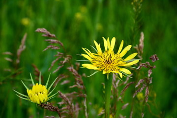 A tragopogon pratensis flower against the background of other herbs.
