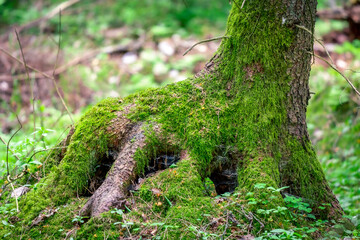 Naklejka premium mech na pniu drzewa