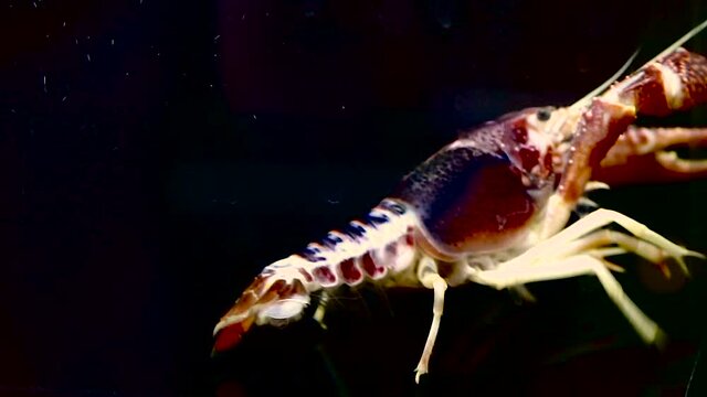 crayfish in the aquarium tank, selective focus