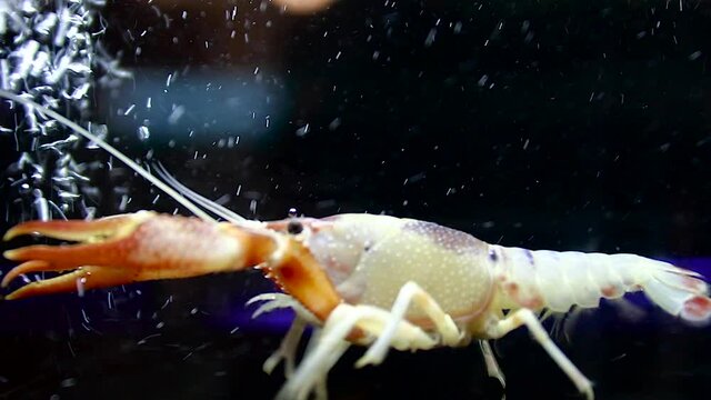 crayfish in the aquarium tank, selective focus