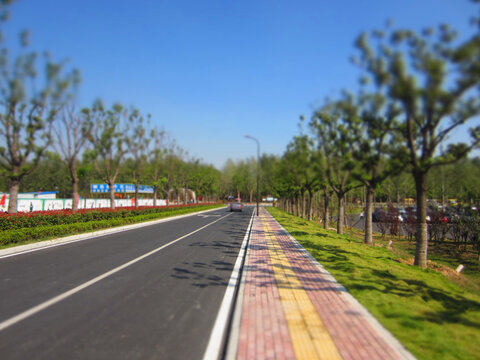 Rows Of Trees, Cars And Sidewalks, With Perspective And Miniature Shifting Effects