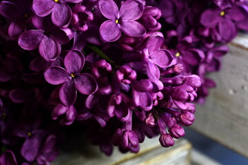 Close up of purple Lilac, Syringa vulgaris. Lilac blossom, Close-up of a common lilac