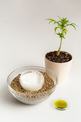 The marijuana plant, hemp cream product and CBD oil