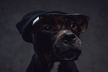 Fashion black dog wearing hat and sunglasses