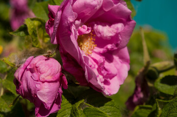 Flowers of dog-rose (rosehip) growing in nature