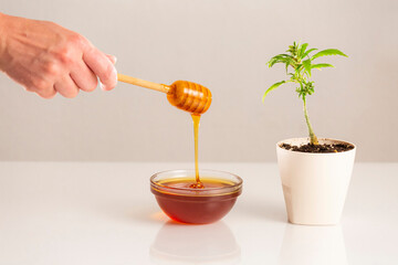 Honey dipper, CBD honey itself and marijuana plant