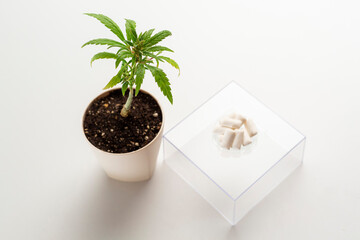 CBD Chewing gum and the marijuana plant