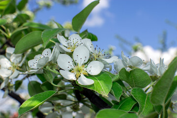 apple tree flowers close-up against a blue sky