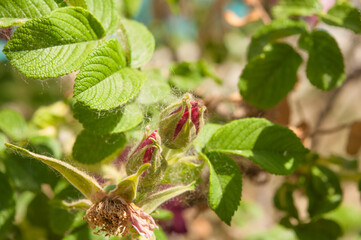 Flowers of dog-rose (rosehip) growing in nature