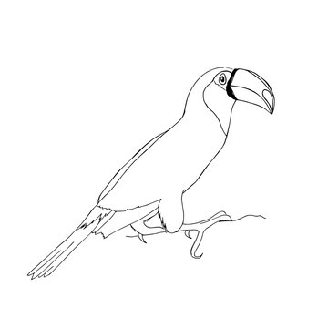 recommend clip art: A toucan bird on a white background.Vector, manual drawing.The bird can be used in textiles,coloring books, and postcards.