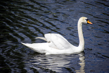 white swan on the water