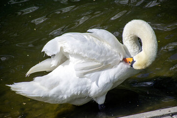 swan in the park in spring close up
