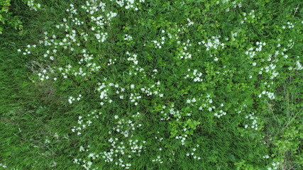 Aerial view of white flowers in a meadow on a sunny summer day