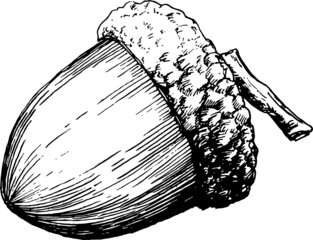 hand drawn vintage Acorn doodle monochromatic line art illustration © Marina