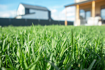 Close up of green lawn on a sunny day. Blue sky on the background. Selective focus