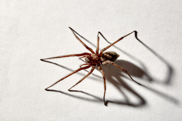 Predatory spider isolated on white background. Tegenaria agrestis. Large representative of the...