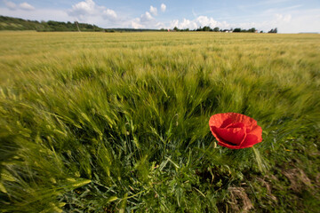 Mohn vor Feld