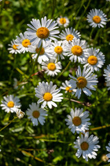 a flowery meadow with marguerites (Leucanthemum vulgare)