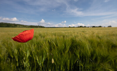 Mohn im Sommer