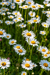 a flowery meadow with marguerites (Leucanthemum vulgare)