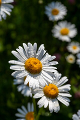 Fototapeta premium a flowery meadow with marguerites (Leucanthemum vulgare)
