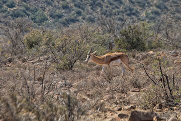Sprngbok in the Karoo, South Africa