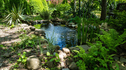 Beautiful small garden pond with frog-shaped fountain against backdrop of evergreens. In foreground are  young leaves of ostrich fern. In  background, striped yucca and boxwood bushes.