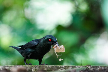 Birds in Singapore Asian Glossy Starling which is eating a snail.