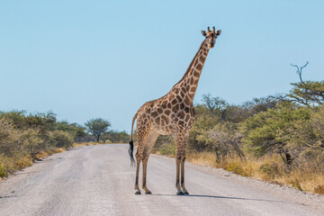 giraffe standing in the middle of gravel road blocking the way at fisher pan etosha national park