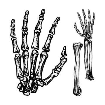 Hand Bones. Human hand and wrist engraving, vintage style vector illustrations set. Part of human hand drawn skeleton.