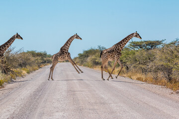 giraffes running with legs up in the air crossing the street at fishers pan etosha national park