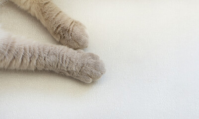 Soft beige cat paws on the background of the upholstery of the sofa. Concept of furniture and pets .Background with copy space . banner
