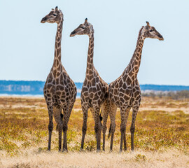 giraffe family looking into camera standing next to each other