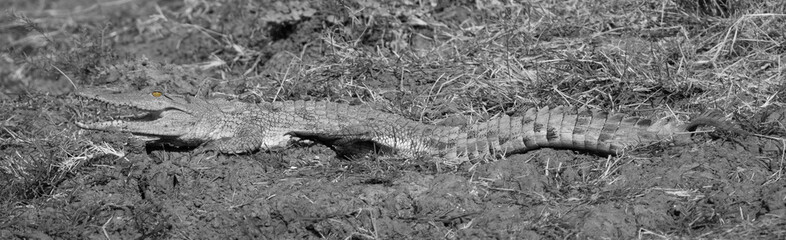 Black and white image of an African crocodile with mouth open ,when only the eye is in its real color.