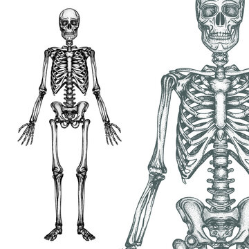 Human skeleton engraving, vintage style vector illustrations set. Part of human hand drawn skeleton.