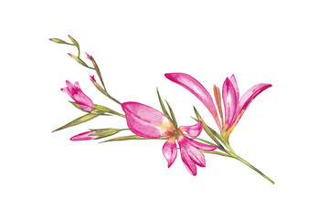 Pink wildflower gladiolus on stem with leaves and buds. Realistic natural illustration of summer flowers. Watercolor hand painted isolated element on white background.