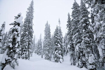 winter forest in the snow