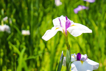 菖蒲 花しょうぶ 花菖蒲 白い花 あやめ 綺麗 美しい 鮮やか グリーン 葉っぱ 梅雨 5月 6月