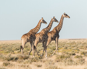 Naklejka na ściany i meble 3 giraffes walking synchronically and parallel through savannah in ethosa