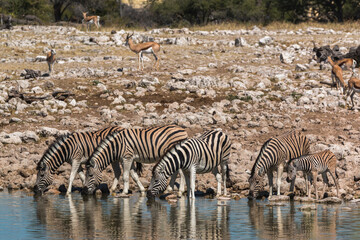 Fototapeta na wymiar zebras lining up next to each other drinking at okuakuejo waterhole during midday