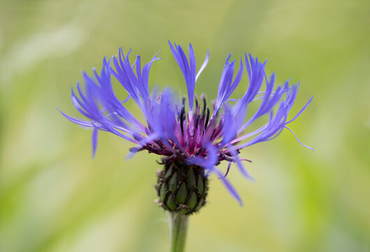 closeup of blue knapweed blossom against blurry green background