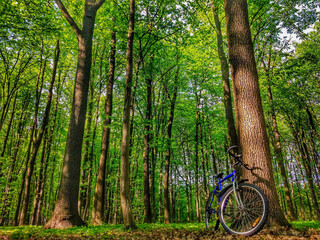 Fototapeta na wymiar Spring forest and bike bicycle blue color on ride trail path. Sport bicycle near tree in summer forest on trail road - man leisure and sport lifestyle. Morning in forest with bicycle bike on path way